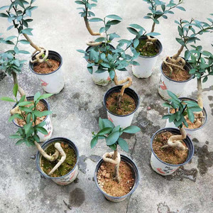 金豆盆景素材苗 金豆盆景 原生提根金豆盆景