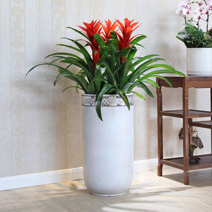 花卉盆栽室内客厅四季_花卉盆栽室内客厅四季价格_淘宝天猫热销花卉盆