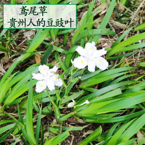 贵州豆食叶豆瓣绿扁竹兰鸢尾花扁竹根草蝴蝶兰花豆豉叶苗5棵包邮