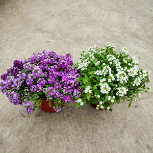 四季耐寒香雪球盆栽 庭院阳台室外 花园地栽花草地被植物带花发货