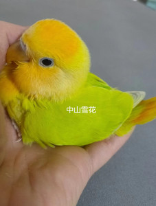 旋转火星球1234淘宝半毛鹦鹉面类桃脸牡丹黄桃绿桃日本桃金头闪活体