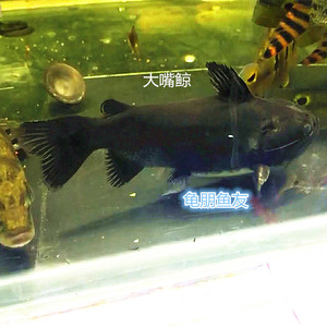 大嘴鲸 阔嘴鲸鱼 白肚黑魔鲸鲶鱼猛鱼水族宠物热带观赏鱼活体