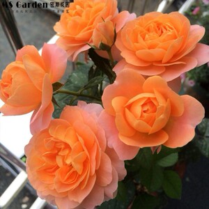 木香花欧月玫瑰花盆栽苗多花蔷薇藤本月季红色小女孩篱笆围墙包邮