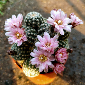 多肉植物仙人球宝山多头群生带仔子孙球开花美观防辐射绿植盆栽