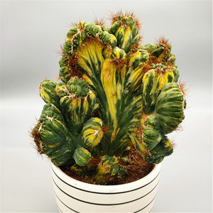 多肉植物仙人掌五彩五指山麒麟掌形态各异室内美观易养绿植盆栽