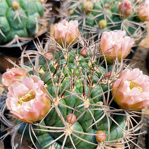 新天地开花仙人球