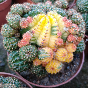 多肉植物仙人球群生带仔黄仙玉防辐射美观易养新手盆栽