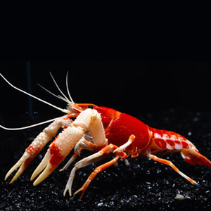 鳌虾观赏虾橘幽灵 三色幽灵天空蓝魔 火山破坏者鳌虾  淡水宠物虾