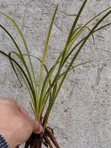 一物一拍实物兰花苗兰草夏山蕙兰朱金色变形丝缟中透艺草品种