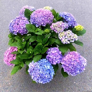 二加仑 易多梦幻 大花绣球 原盆原土发货