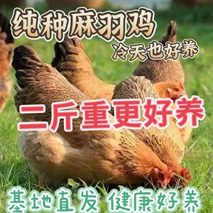 2斤纯种麻羽鸡活苗绿壳蛋鸡小鸡活苗麻羽鸡活体笨鸡土鸡包邮包活