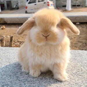 顺丰包邮进口双血统短毛垂耳兔子活物小型寝室迷你宠物兔活体