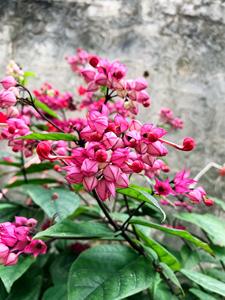花特美，栽培容易的红花龙吐珠，当年开花大苗盆栽