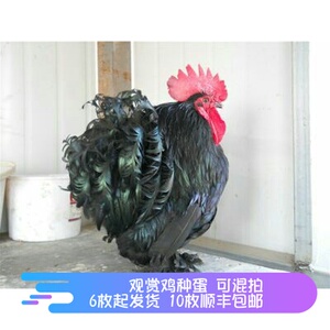 观赏鸡绣球鸡