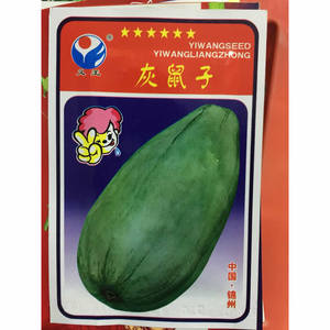 灰鼠子甜瓜种子老品种非转基因甜瓜果皮灰色肉绿色春秋蔬果种子