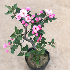 海棠花树苗客厅