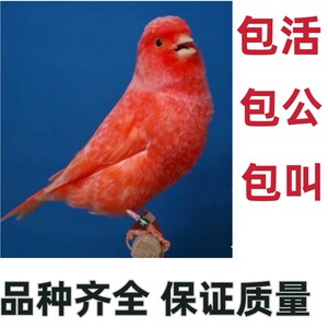 玉鸟活鸟红芙蓉鸟金丝雀辣椒红包唱鸟红桂皮鸟绿桂皮白玉鸟黄玉鸟
