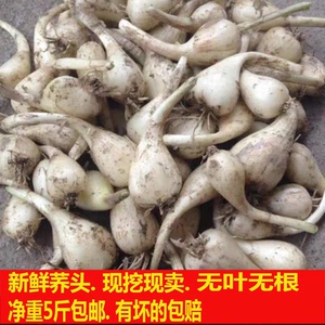 新鲜荞头农家自种鲜生荞头叫头野生大教头蔬菜藠头包邮