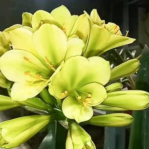 花卉盆栽绿植长春精品君子兰小苗绿花查尔斯小苗室内好养