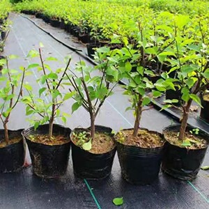 原生龙游梅花苗