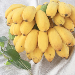 现货广西新鲜小米蕉应季新鲜水果生青香蕉带箱10斤包邮。