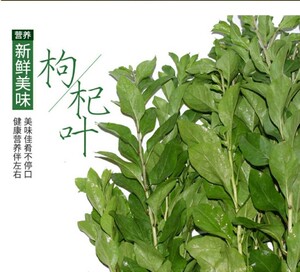 枸杞叶新鲜1斤