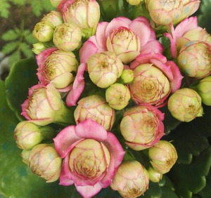 重瓣进口长寿花带花苞粉巴黎绿巴黎花卉盆栽除甲醛防辐射四季开花