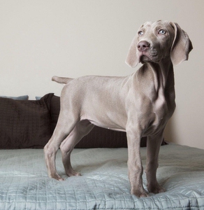 广州纯种德国威玛猎犬魏玛猎犬短毛灰色枪猎犬活体狗狗看家狩猎犬