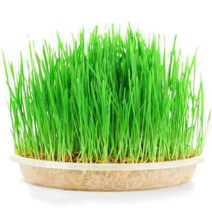育苗专用无土栽培青汁盘种子麦芽糖种菜水培猫草种芽苗菜小麦纸上