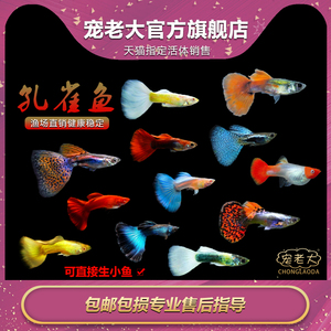 孔雀鱼热带观赏鱼小型淡水纯种凤尾天空蓝红绿灯胎生鱼下崽群游鱼