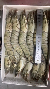 越南黑虎虾鲜活冷冻特大虾类海虾斑节虾九节虾老虎虾草虾6盒装/箱