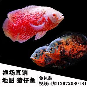 黑白地图鱼观赏鱼大型热带鱼淡水白地图鱼好养活体猪仔鱼龙鱼混养