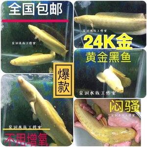 黄金黑鱼活体鱼苗黄化乌鳢白化雷龙观赏鱼原生鱼肉食猛鱼活体易活