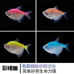 彩裙鱼彩虹鱼彩旗热带鱼观赏鱼活体鱼苗新手群游鱼淡水好养接吻鱼