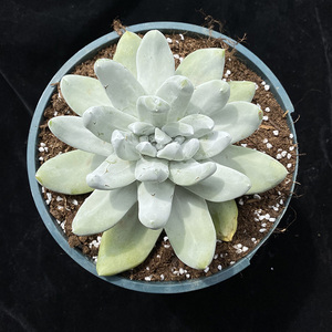 拇指仙女杯帕奇飞图