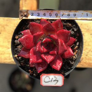 罗宾红色东云系列一物一拍血魔包邮稀有单头红骑士小蒋多肉植物