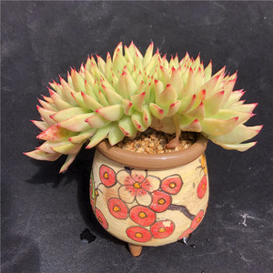 【魅灵缀化】艾克魂雷萨东云系一物一拍包邮悬崖桩小蒋多肉植物