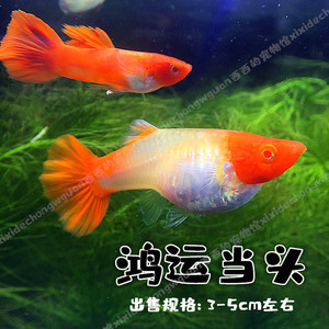 热带观赏鸿运当头孔雀鱼