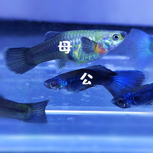 孔雀鱼 冰蓝孕母临产 孔雀鱼小鱼苗繁殖盒 胎生鱼 饲料 鱼缸专用