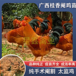 广西灵山桂香阉鸡一斤多土阉鸡土鸡活体发货线鸡太监鸡扇鸡