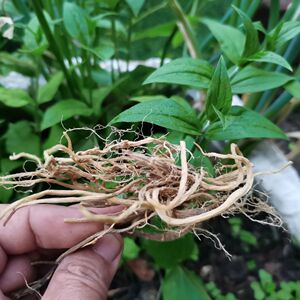 中药材贵州千针万线草小胖筋骨草胖参麦参黑牵鹅儿肠包邮