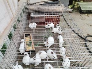 兔子笼子不锈钢特大专用养殖专业笼新型兔笼号活物室外养小白兔的