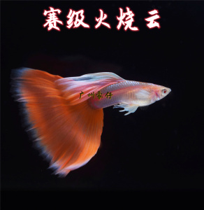 【孔雀鱼赛级】孔雀鱼赛级品牌,价格 - 阿里巴巴