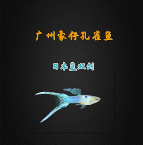 日本蓝双剑孔雀鱼观赏鱼热带鱼特殊尾型大尾精品赛级种鱼练手鱼