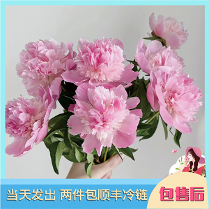 【全店2件包邮】油画牡丹芍药洋牡丹鲜花水培鲜切花云南基地