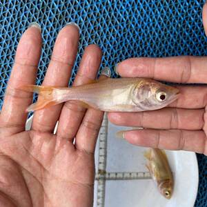 黄金大头鱼 红金大头鱼苗 红花鲢鱼 红鳙鱼 淡水活体鱼苗