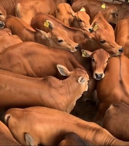 出售鲁西黄牛小牛犊活牛受孕母牛活苗西门塔尔肉牛犊活体养殖技术