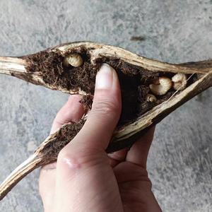 葛根虫天然纯野生食用葛虫葛藤葛蛹活体高蛋白可带藤现剥现发深山