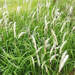中药材白茅根苗白茅苗茅根苗茅针苗白茅根新鲜现挖
