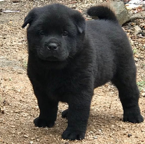 中华田园犬之五黑黄狗白面虎斑四眼广西土猎狗狗幼犬活体